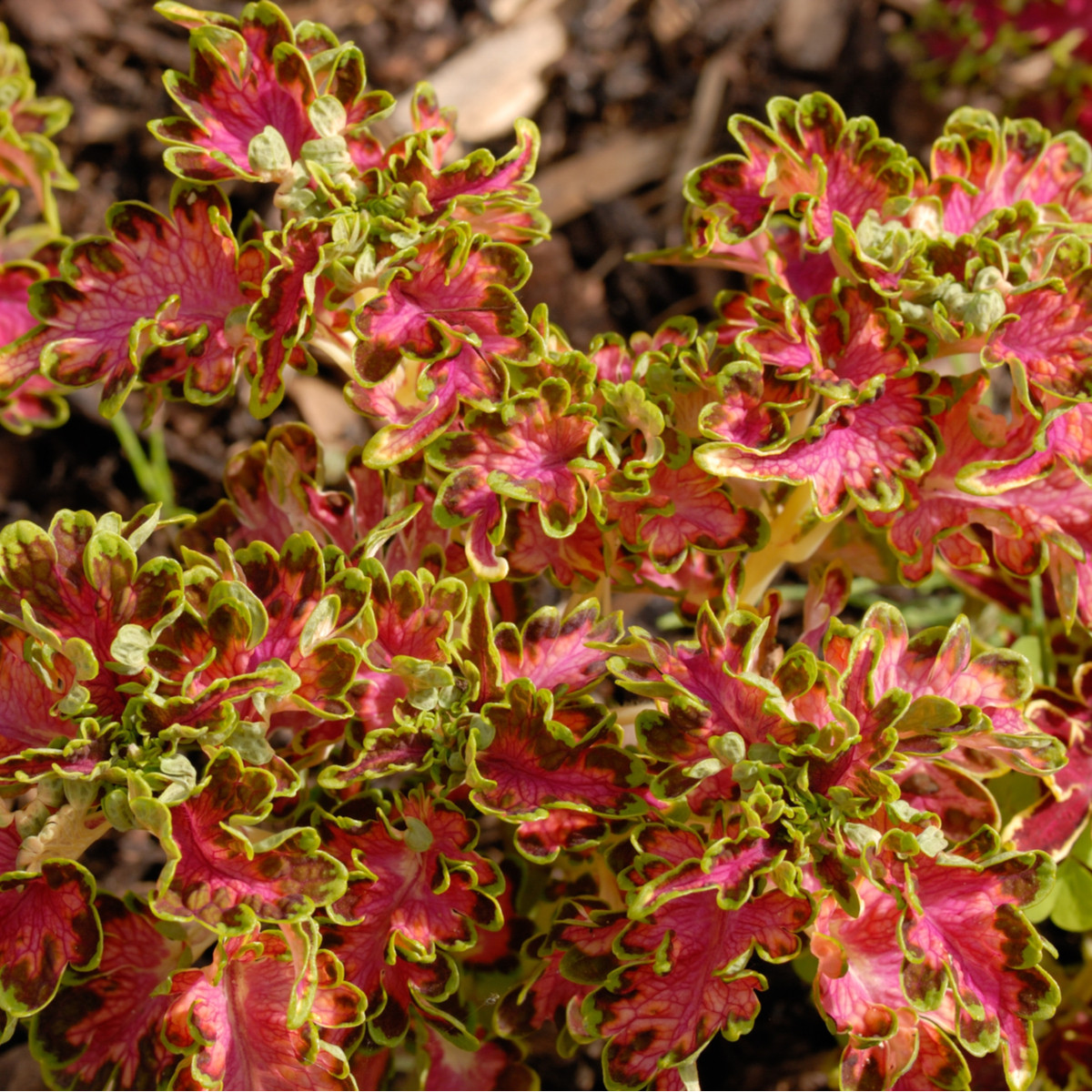 Africká kopřiva Colocha Scarlet - Coleus blumei - semena africké kopřivy - 30 ks