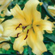 Lilie Honeymoon - Lilium - cibule lilie - 1 ks