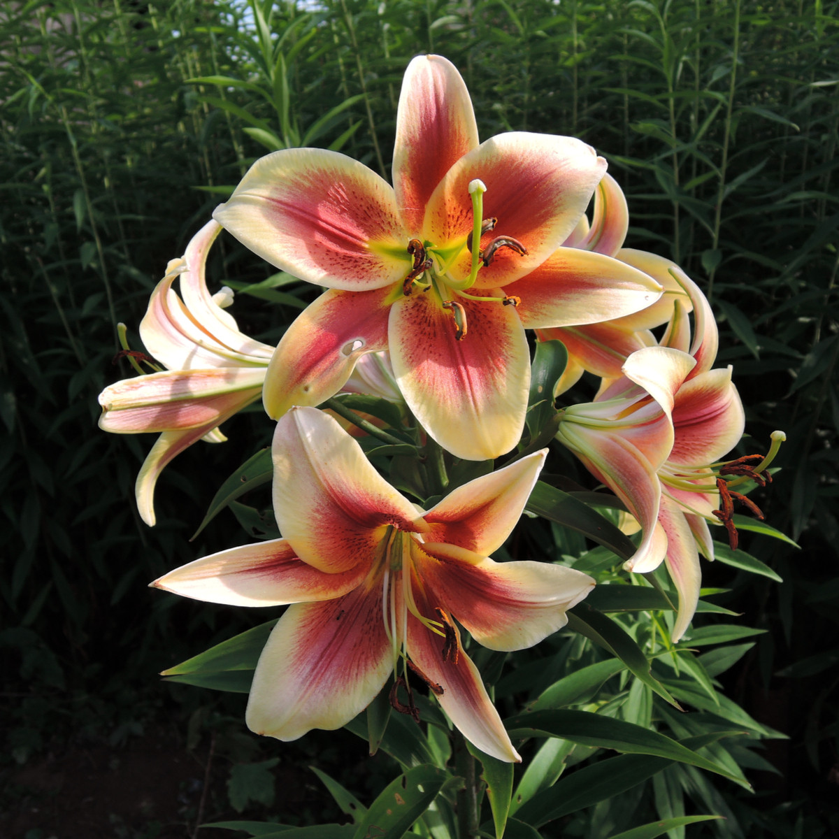 Lilie Debby - Lilium - cibule lilie - 1 ks