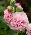Topolovka růžová Chaters - Alcea rosea - semena topolovky - 7 ks