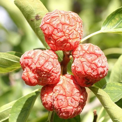 Kudranie - Cudrania tricuspidata - semena kudranie - 5 ks