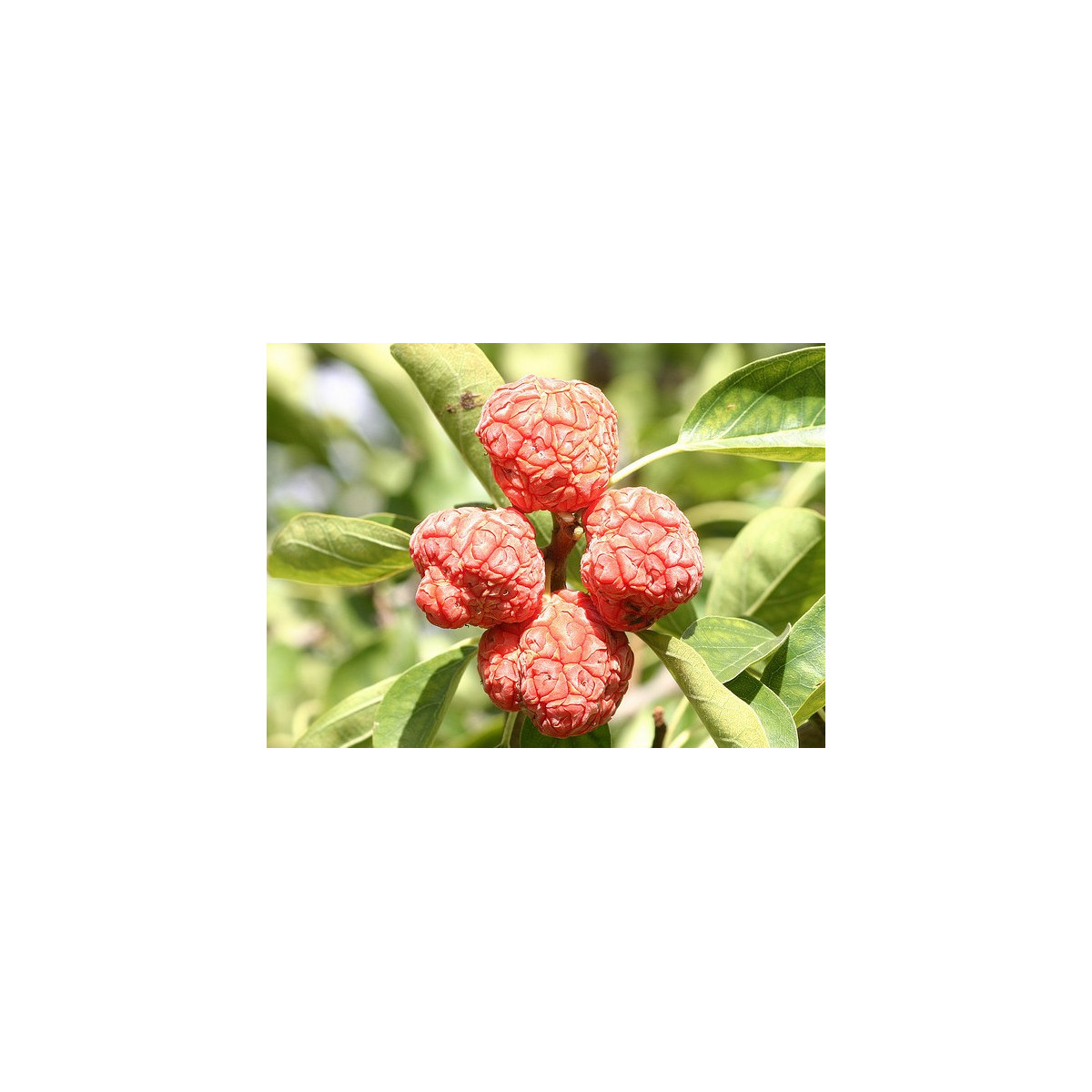 Kudranie - Cudrania tricuspidata - semena kudranie - 5 ks