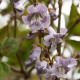 Paulovnie catalpifolia - Paulownia catalpifolia - semena paulovnie - 15 ks