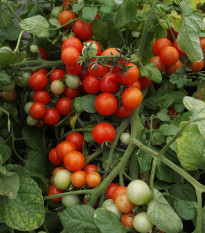 Rajče balkónové Bajaja - Solanum lycopersicum - semena rajčete - 12 ks
