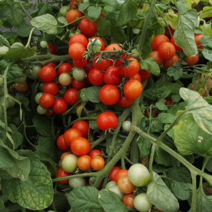 Rajče balkónové Bajaja - Solanum lycopersicum - semena rajčete - 12 ks