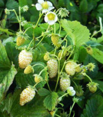 Jahodník měsíční Yellow Wonder - Fragaria vesca - semena jahodníku - 200 ks