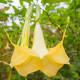 Durman metelový žlutý - Datura metel - semena durmanu - 5 ks