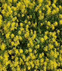 Boryt barvířský - Isatis tinctoria - semena borytu - 8 ks