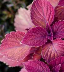 Perila červená - Perilla furtescens - semena perily - 350 ks
