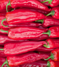 BIO Paprika Korosko - Capsicum annuum - bio semena papriky - 6 ks