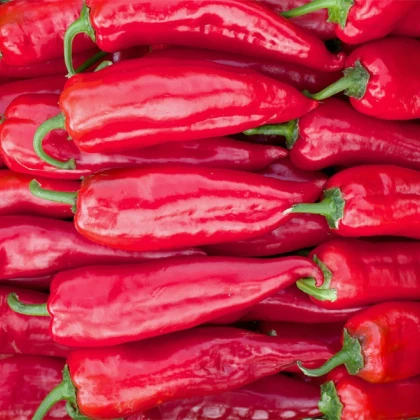 BIO Paprika Korosko - Capsicum annuum - bio semena papriky - 6 ks