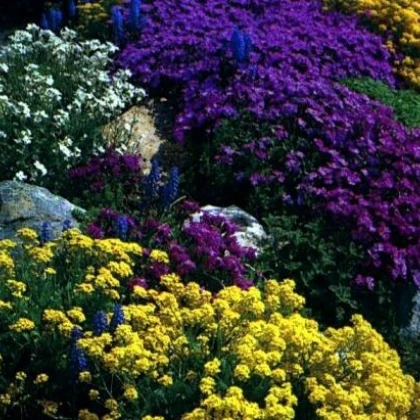 Trvalky pro skalky - semena trvalek - směs trvalek - 0,5 g