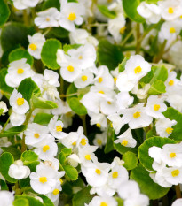 Super Olympia fehér begónia F1 – Begonia semperflorens – begónia magok – 20 db