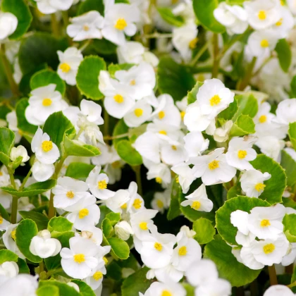 Begonie Super Olympia bílá F1 - Begonia semperflorens - semena begónie - 12 ks