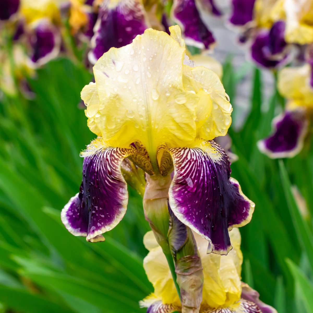 Kosatec německý Nibelungen - Iris germanica - hlízy kosatce - 1 ks