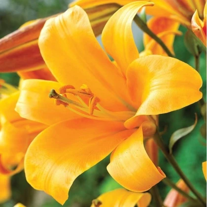 Lilie Orange Planet - Lilium - cibule lilie - 1 ks