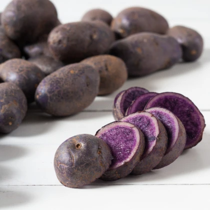 Sadbové burgonya Blaue St. Galler - Solanum tuberosum - burgonya - 5 db
