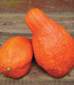 Tykev Boston Marrow - Cucurbita maxima - semena tykve - 8 ks