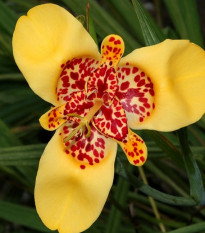 Tygřice zlatožlutá - Tigridia aurea - hlízy tygřice - 3 ks