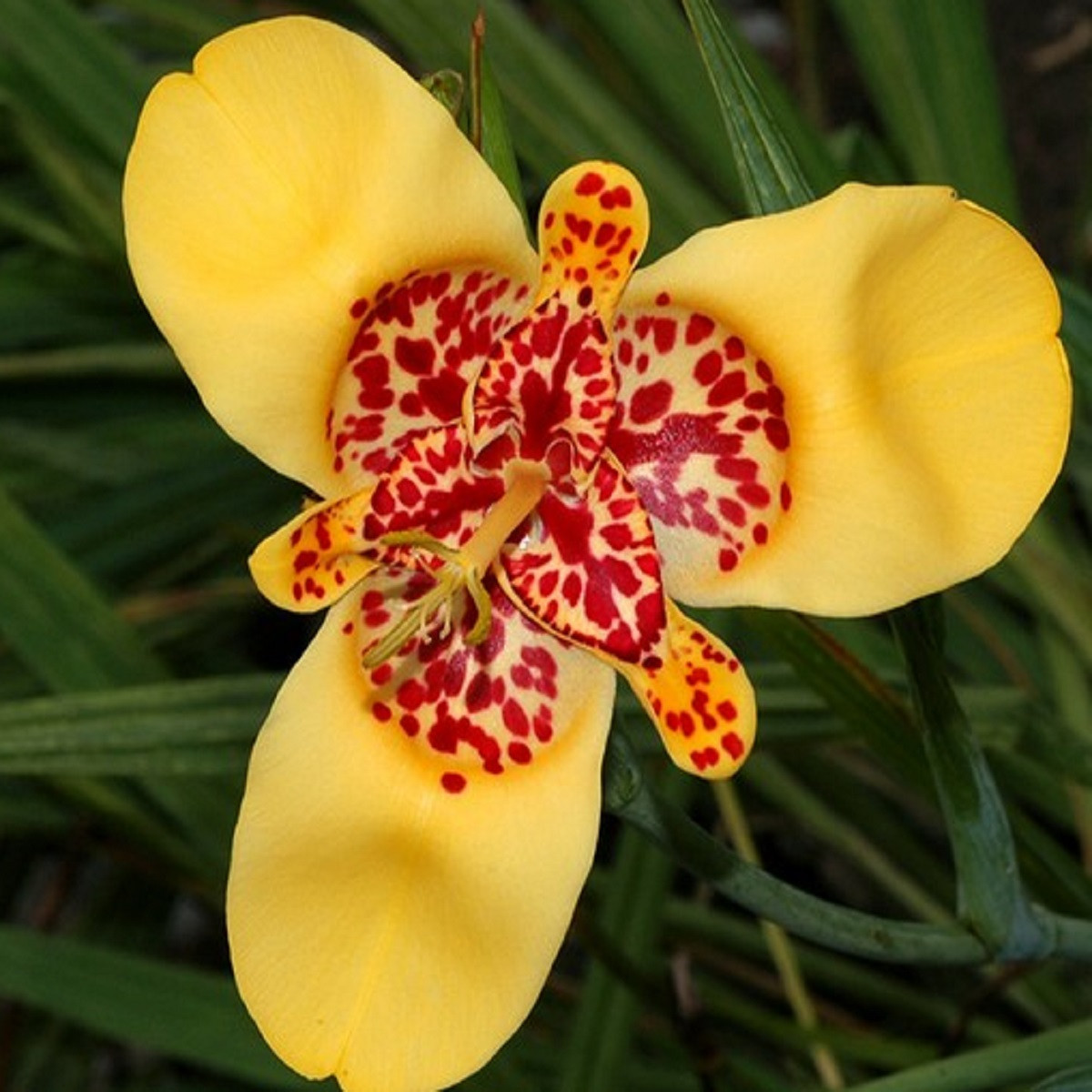 Tygřice zlatožlutá - Tigridia aurea - hlízy tygřice - 3 ks