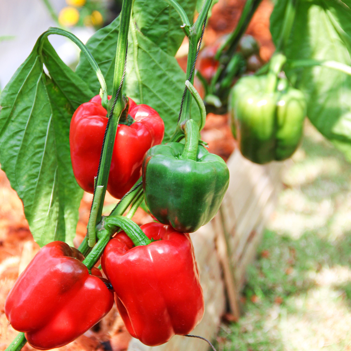 Paprika Yolo Wonder - Capsicum annuum - semena papriky - 20 ks