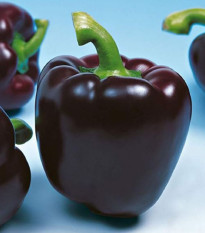 Paprika Mavras F1 - Capsicum annuum - semena papriky - 8 ks