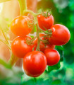 Rajče Tamina - Solanum lycopersicum - semena rajčete - 20 ks