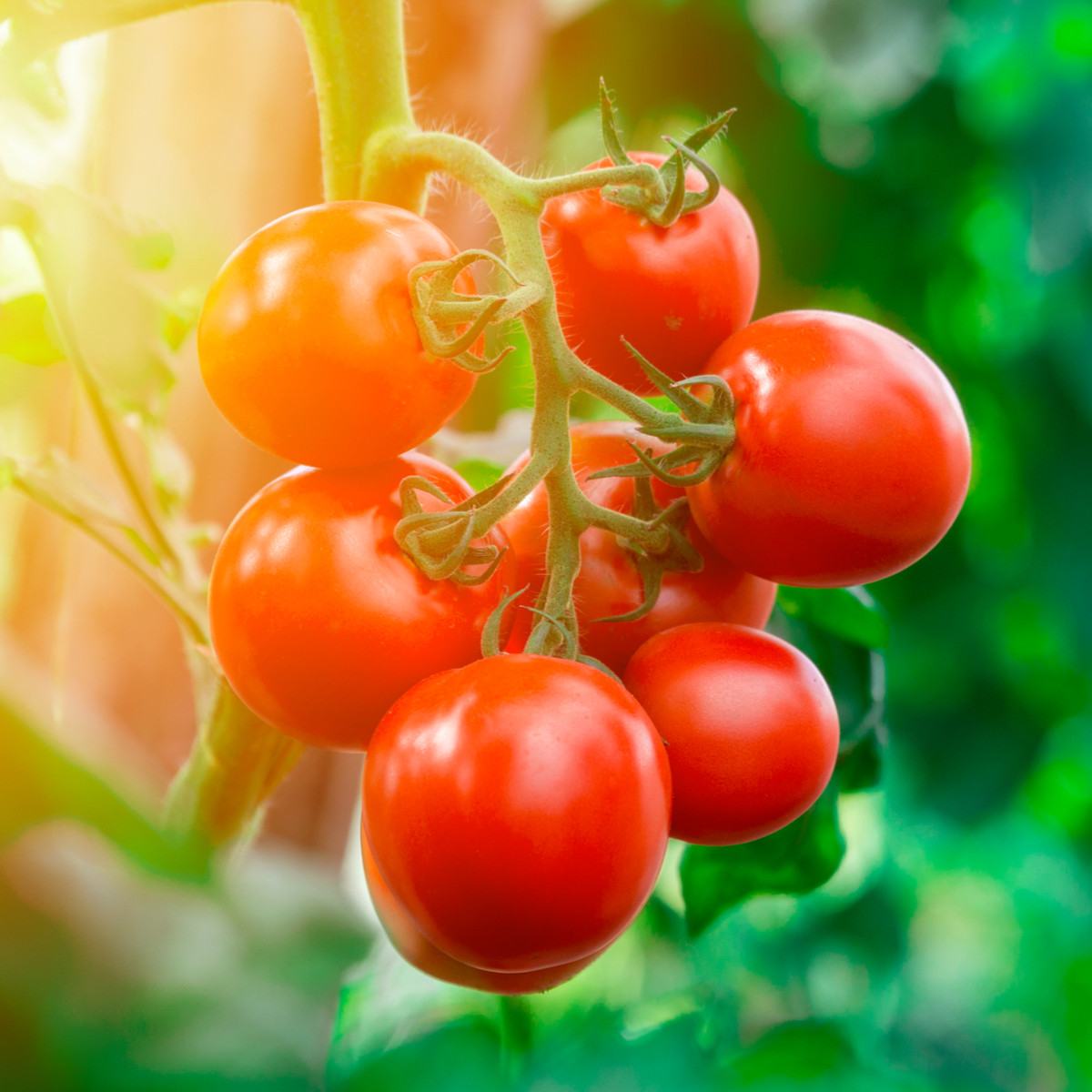 Rajče Tamina - Solanum lycopersicum - semena rajčete - 20 ks