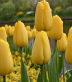 Tulipán Candela - Tulipa - cibule tulipánu - 3 ks