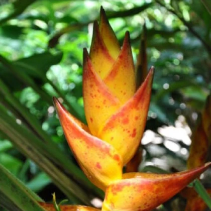 Helikonie - Heliconia champneiana Splash - semena helikonie - 8 ks