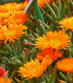 Lampranthus oranžový - Lampranthus aureus - semena lampranthus - 10 ks