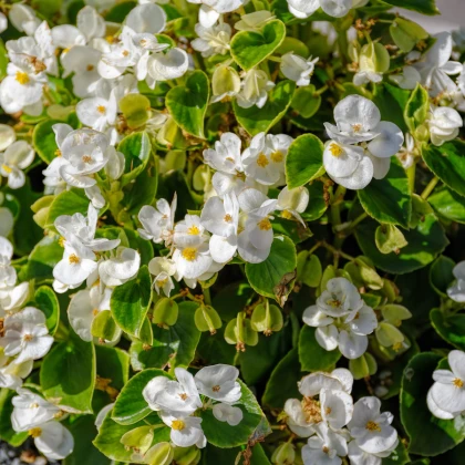 Begónie Ganymed White F1 - Begonia semperflorens - semena begónie - 20 ks