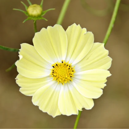 Krásenka žlutá Xanthos - Cosmos bipinnatus - semena krásenky - 20 ks