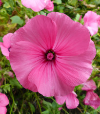 Slézovec tříměsíční Regis Ruby - Lavatara trimestris - semena slézovce - 50 ks