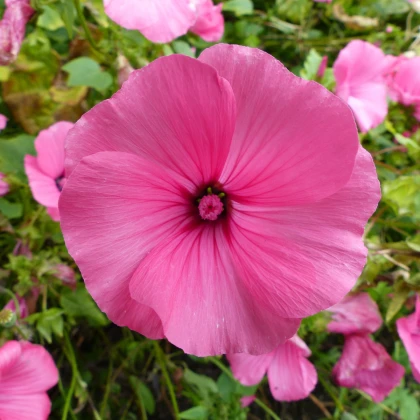 Slézovec tříměsíční Regis Ruby - Lavatara trimestris - semena slézovce - 50 ks