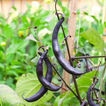 BIO Fazole fialová Teepee - Phaseolus vulgaris - bio semena fazole - 20 ks