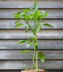 BIO Chilli Pimientos De Padron - Capsicum annuum - bio semena chilli - 7 ks