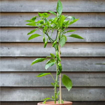 BIO Chilli Pimientos De Padron - Capsicum annuum - bio semena chilli - 7 ks