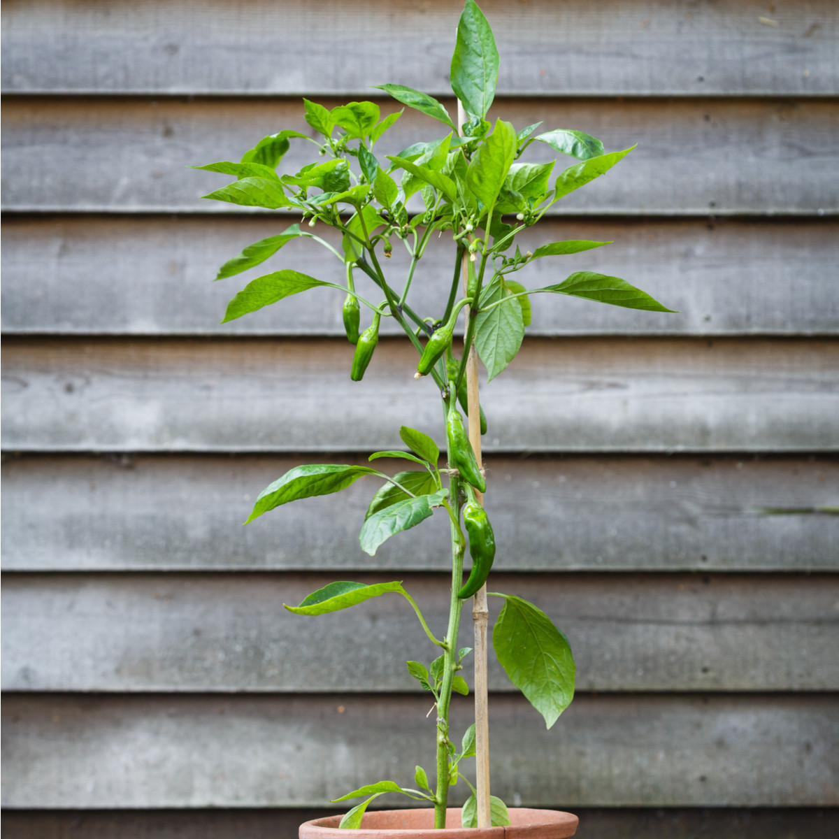 BIO Chilli Pimientos De Padron - Capsicum annuum - bio semena chilli - 7 ks