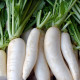 BIO Ředkev bílá Laurin - Raphanus sativus - bio semena ředkve - 50 ks