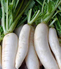 BIO Ředkev bílá Laurin - Raphanus sativus - bio semena ředkve - 50 ks
