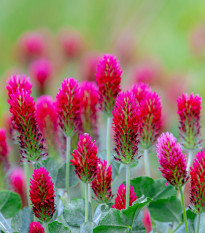Jetel červenavý - Trifolium rubens - semena jetele - 50 ks