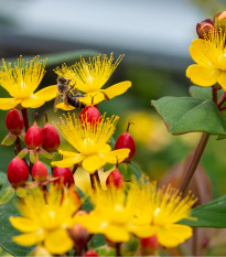 Třezalka bobulovitá - Hypericum androsaemum - semena třezalky - 0,08 g