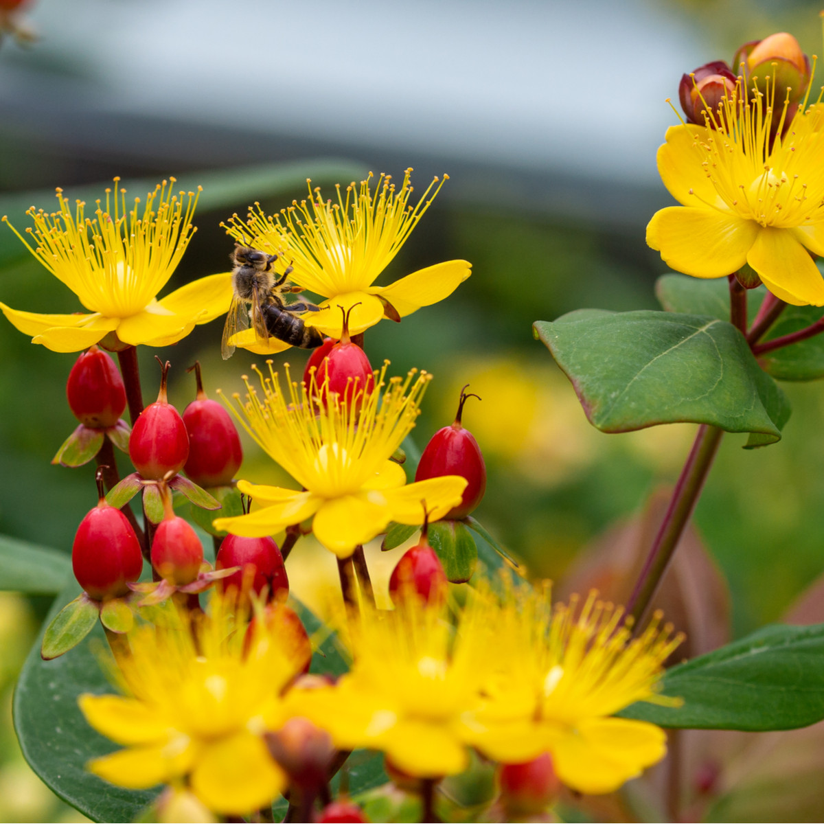 Třezalka bobulovitá - Hypericum androsaemum - semena třezalky - 0,08 g
