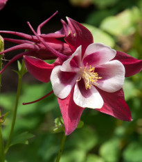 Orlíček Red Stars - Aquilegia caerulea - semena orlíčku - 100 ks