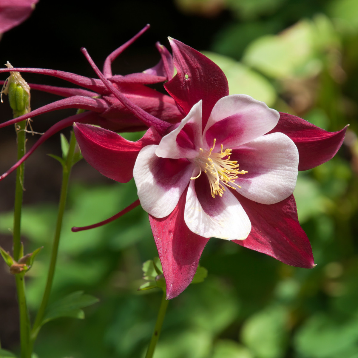 Orlíček Red Stars - Aquilegia caerulea - semena orlíčku - 100 ks