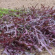 Hořčice Moutarde Rouge Metis - Brassica juncea - semena hořčice - 100 ks