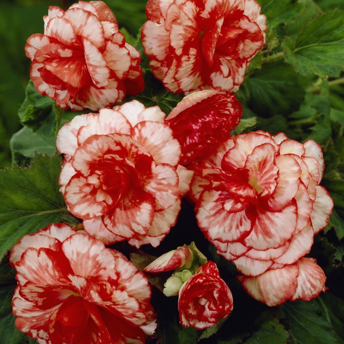 Begonie plnokvětá Marmorata - Begonia tuberhybrida - hlízy begonie - 2 ks