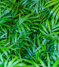 Palma horská - Chamaedorea seifrizii - semena palmy - 8 ks