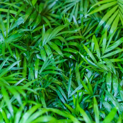 Palma horská - Chamaedorea seifrizii - semena palmy - 8 ks